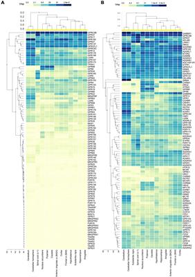 Comprehensive Spatial Profile of the Orphan G Protein Coupled Receptor GPRC5B Expression in Mouse Brain